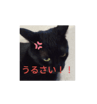 ちょこちゃんいいね（個別スタンプ：4）