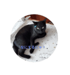 ちょこちゃんいいね（個別スタンプ：5）