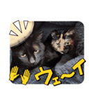 ちょこちゃんいいね（個別スタンプ：8）