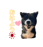 秋田犬虎太（個別スタンプ：1）