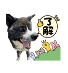 秋田犬虎太（個別スタンプ：3）