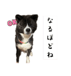 秋田犬虎太（個別スタンプ：4）