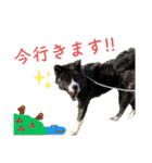 秋田犬虎太（個別スタンプ：6）
