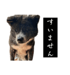 秋田犬虎太（個別スタンプ：8）
