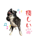 秋田犬虎太（個別スタンプ：9）