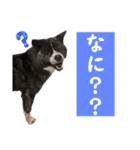 秋田犬虎太（個別スタンプ：10）