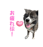 秋田犬虎太（個別スタンプ：11）