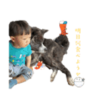 秋田犬虎太（個別スタンプ：13）