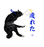 秋田犬虎太（個別スタンプ：15）