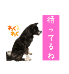 秋田犬虎太（個別スタンプ：16）