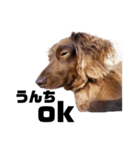犬のお世話（個別スタンプ：1）