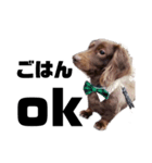 犬のお世話（個別スタンプ：3）