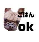 犬のお世話（個別スタンプ：4）
