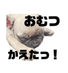 犬のお世話（個別スタンプ：5）