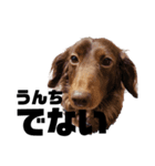 犬のお世話（個別スタンプ：6）