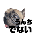 犬のお世話（個別スタンプ：7）