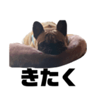 犬のお世話（個別スタンプ：8）