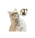 おでぶのそらくん（個別スタンプ：7）