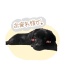 黒ラブ凛ちゃん（個別スタンプ：3）