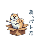 毎日使える箱入り柴犬【挨拶・かわいい】（個別スタンプ：6）