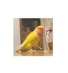 かわいいインコの動くスタンプ！（個別スタンプ：9）