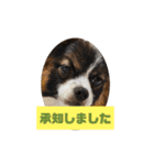 パピヨンのしのん（個別スタンプ：4）