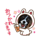 パピヨンのしのん（個別スタンプ：9）
