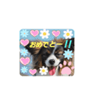 パピヨンのしのん（個別スタンプ：22）
