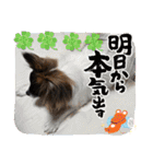 パピヨンのしのん（個別スタンプ：23）