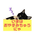 ねこの日常にゃにょにゃ（個別スタンプ：1）