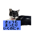 ねこの日常にゃにょにゃ（個別スタンプ：2）