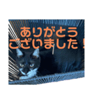 ねこの日常にゃにょにゃ（個別スタンプ：5）