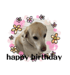 happy birthday！ by Labrador（個別スタンプ：13）