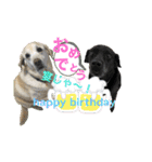 happy birthday！ by Labrador（個別スタンプ：39）