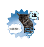 てんてん（トイプー）＆こま（ねこ）（個別スタンプ：1）