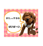 てんてん（トイプー）＆こま（ねこ）（個別スタンプ：5）