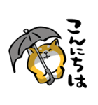 ふでしば19【雨、夏】筆文字、柴犬（個別スタンプ：16）