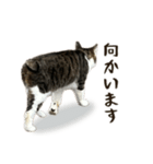 地域猫ゆずのきもち（個別スタンプ：5）