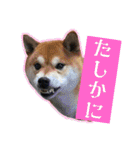 竹中家の愉快な仲間たち2（個別スタンプ：3）