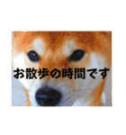竹中家の愉快な仲間たち2（個別スタンプ：5）