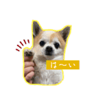 竹中家の愉快な仲間たち2（個別スタンプ：6）