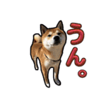 竹中家の愉快な仲間たち2（個別スタンプ：7）