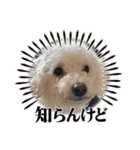 竹中家の愉快な仲間たち2（個別スタンプ：8）