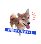 竹中家の愉快な仲間たち2（個別スタンプ：12）