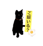 竹中家の愉快な仲間たち2（個別スタンプ：13）