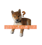 竹中家の愉快な仲間たち2（個別スタンプ：17）