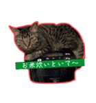 竹中家の愉快な仲間たち2（個別スタンプ：18）