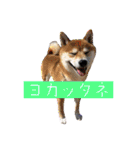 竹中家の愉快な仲間たち2（個別スタンプ：20）