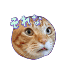 竹中家の愉快な仲間たち2（個別スタンプ：22）