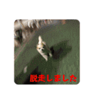 竹中家の愉快な仲間たち2（個別スタンプ：23）